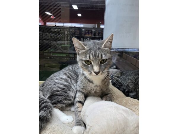 Domestic Short Hair CAT Female Tabby 3343 Petland Norwin, PA