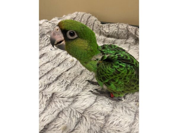 Jardine Parrot BIRD 3354 Petland Norwin, PA