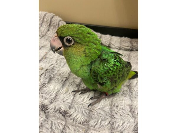 Jardine Parrot-BIRD---3353-Petland Norwin, PA