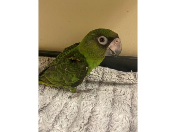 Jardine Parrot BIRD 3352 Petland Norwin, PA