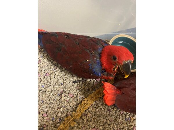 Eclectus BIRD Female 3347 Petland Norwin, PA