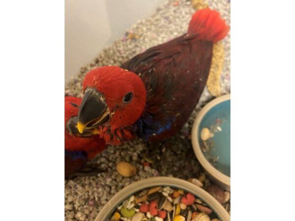 Eclectus-BIRD-Female--3346-Petland Norwin, PA