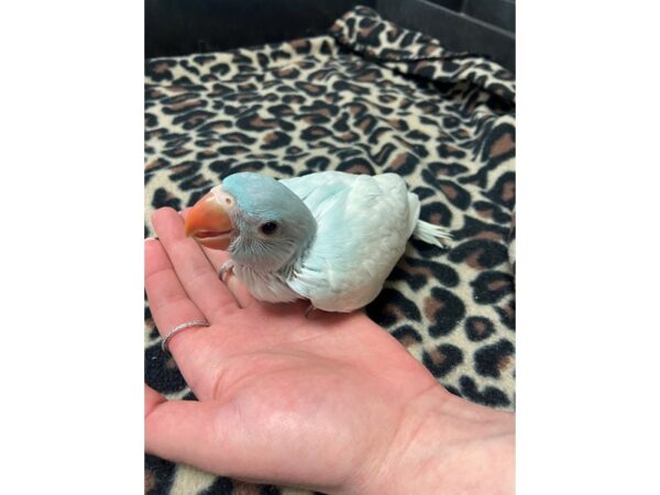 Lace Wing Indian Ringneck-BIRD---3362-Petland Norwin, PA