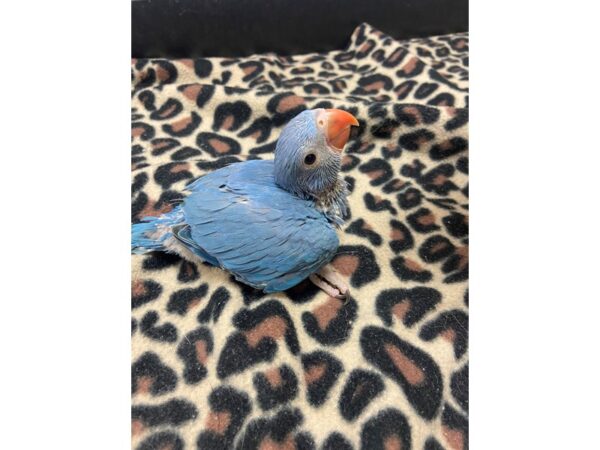 Cobalt Blue Indian Ringneck Parakeet-BIRD---3357-Petland Norwin, PA