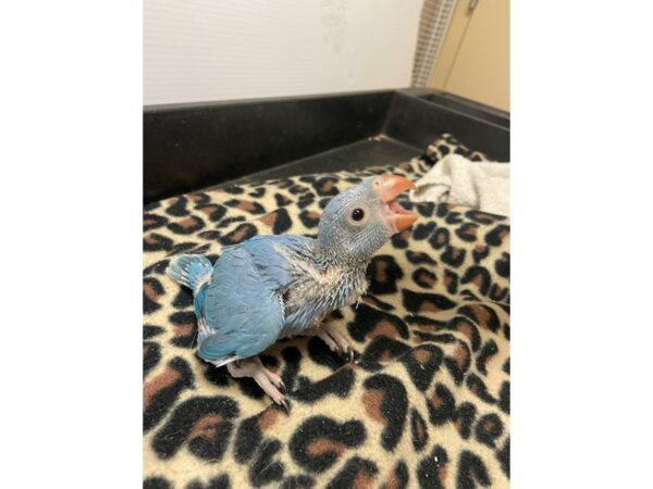 Cobalt Blue Indian Ringneck Parakeet BIRD 3356 Petland Norwin, PA