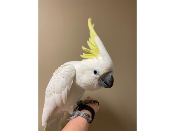 Triton Cockatoo BIRD 3363 Petland Norwin, PA