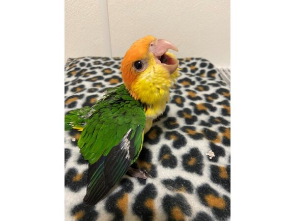 White Belly Caique-BIRD---3365-Petland Norwin, PA