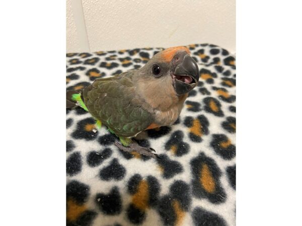 red belly parrot-BIRD-Male--3366-Petland Norwin, PA