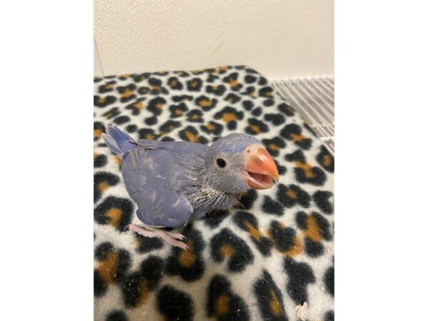 Violet Indian Ringneck-BIRD---3369-Petland Norwin, PA