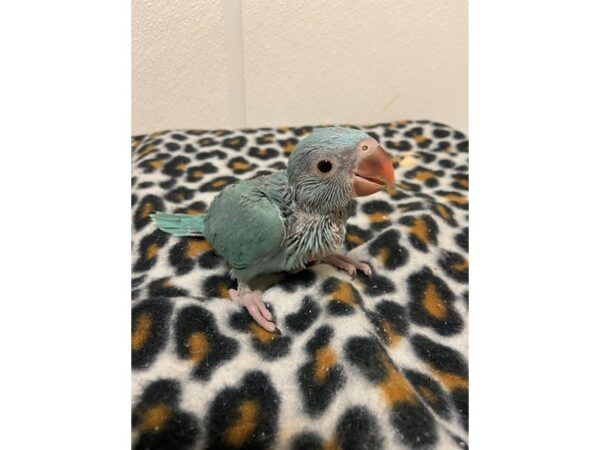 Blue Indian Ringneck-BIRD---3371-Petland Norwin, PA