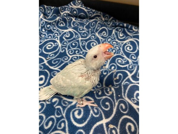 Lace Wing Indian Ringneck-BIRD---3388-Petland Norwin, PA