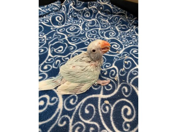 Lace Wing Indian Ringneck-BIRD---3387-Petland Norwin, PA