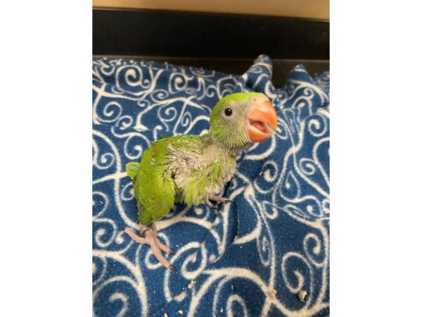 Green Indian Ringneck Parakeet-BIRD---3384-Petland Norwin, PA