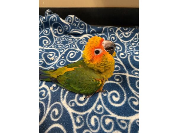 Sun Conure-BIRD---3373-Petland Norwin, PA