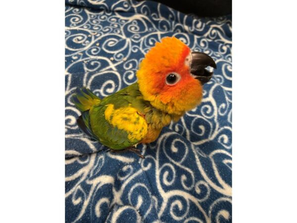 Sun Conure-BIRD---3374-Petland Norwin, PA