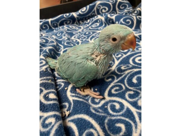 Blue Indian Ringneck-BIRD---3380-Petland Norwin, PA