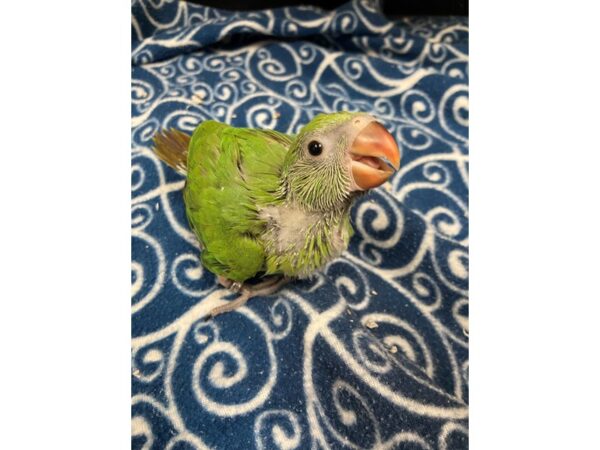 Green Indian Ringneck Parakeet BIRD 3391 Petland Norwin, PA