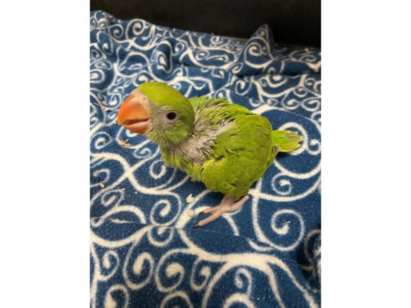 Green Indian Ringneck Parakeet-BIRD---3382-Petland Norwin, PA