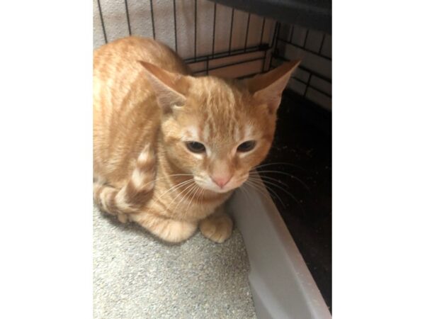 Domestic Shorthair-CAT-Male-Orange and White-3393-Petland Norwin, PA