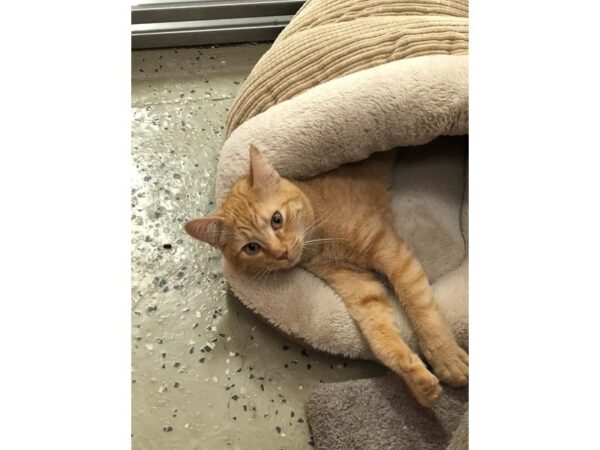 Domestic Short Hair CAT Male Orange tabby 3394 Petland Norwin, PA