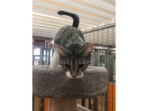 Domestic Shorthair CAT Female Brown and White Tabby 3395 Petland Norwin, PA