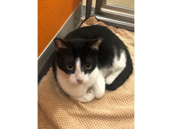 Domestic Short Hair CAT Male Black and White 3396 Petland Norwin, PA