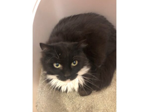 Domestic Long Hair CAT Female Black and White 3397 Petland Norwin, PA