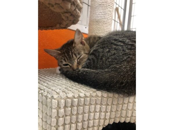 Domestic Short Hair CAT Female Tabby 3401 Petland Norwin, PA