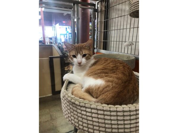 Domestic Short Hair CAT Male Orange and White 3402 Petland Norwin, PA