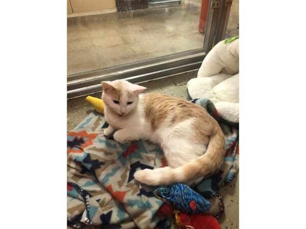 Domestic Short Hair CAT Male White and Tan 3403 Petland Norwin, PA