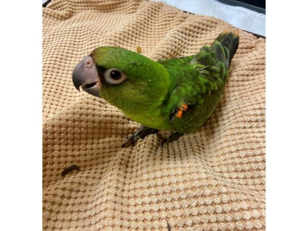 Jardine Parrot-BIRD---3410-Petland Norwin, PA