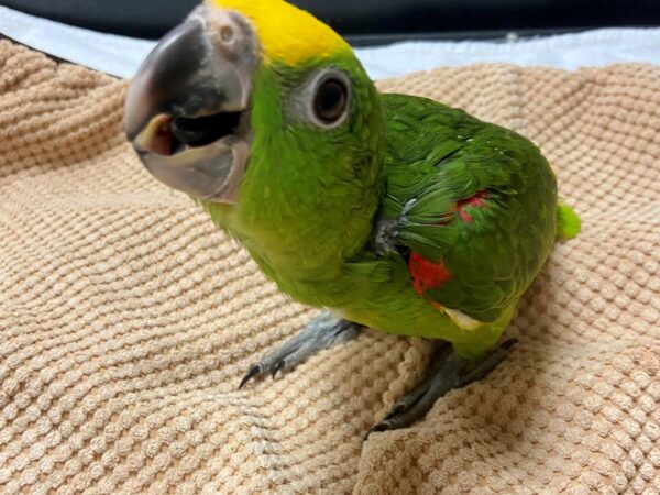 Yellow Crown Amazon-BIRD---3407-Petland Norwin, PA