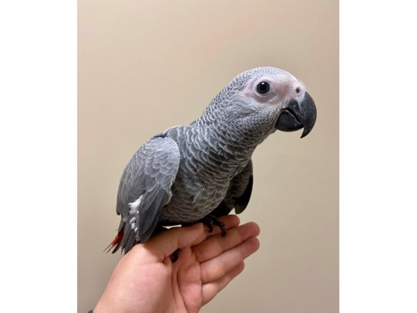 African Congo Grey-BIRD---3404-Petland Norwin, PA