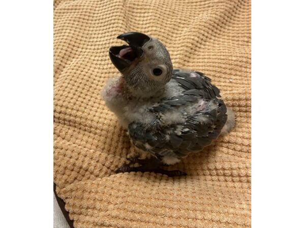 African Congo Grey-BIRD---3406-Petland Norwin, PA