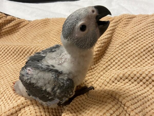 African Congo Grey-BIRD---3405-Petland Norwin, PA