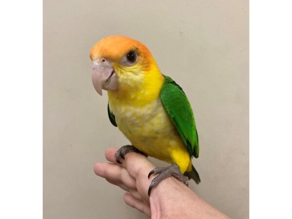 White Belly Caique-BIRD---3364-Petland Norwin, PA