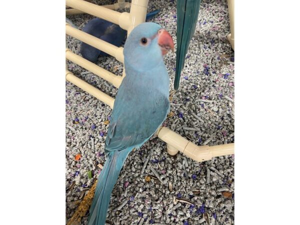 Blue Ringneck Parakeet BIRD 3355 Petland Norwin, PA