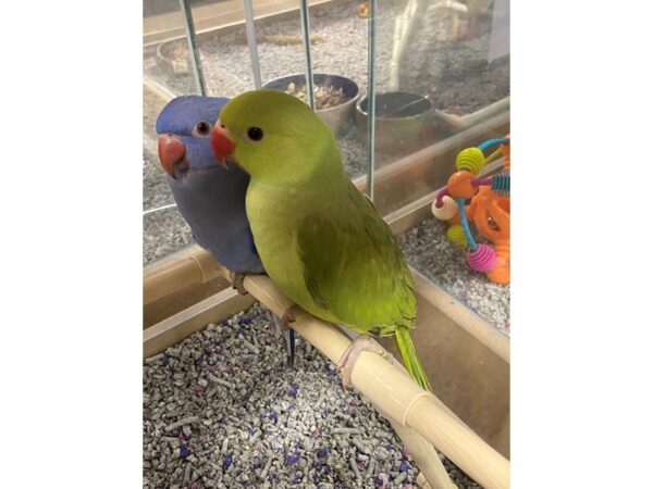 Green Indian Ringneck Parakeet BIRD 3383 Petland Norwin, PA