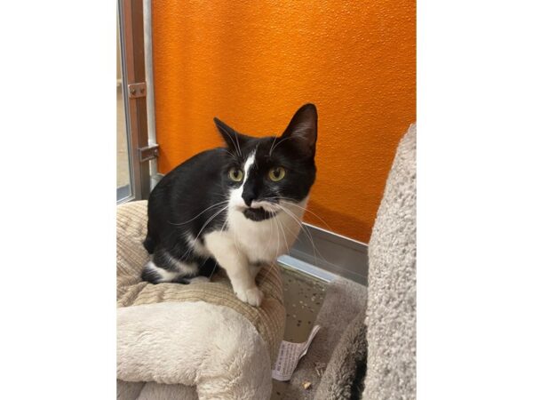 Domestic Short Hair CAT Female black and white 3436 Petland Norwin, PA