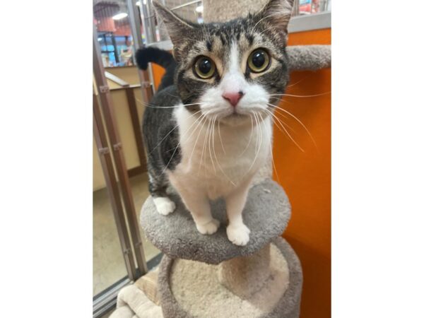 Domestic Medium Hair CAT Female black/gray tabby 3430 Petland Norwin, PA