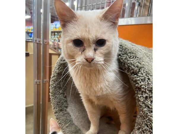 Siamese mix CAT Female cream/tan 3431 Petland Norwin, PA