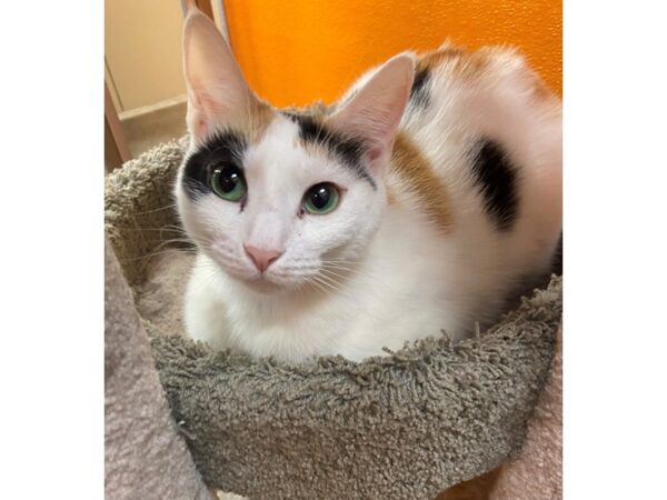 Domestic Short Hair CAT Female black/white calico 3432 Petland Norwin, PA