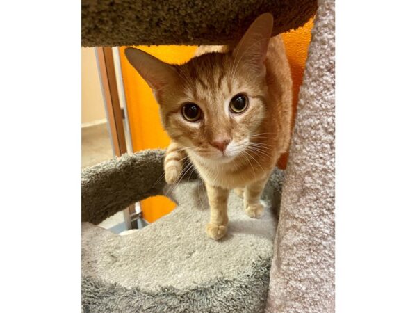 Domestic Short Hair CAT Male orange/white tabby 3434 Petland Norwin, PA