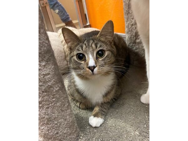 Domestic Short Hair CAT Male brown/white tabby 3433 Petland Norwin, PA