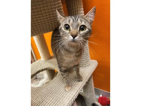 Domestic Long Hair-CAT-Female-black/tan torbie-3440-Petland Norwin, PA