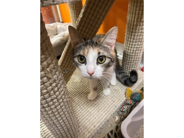 Domestic Short Hair CAT Female black/orange calico 3439 Petland Norwin, PA