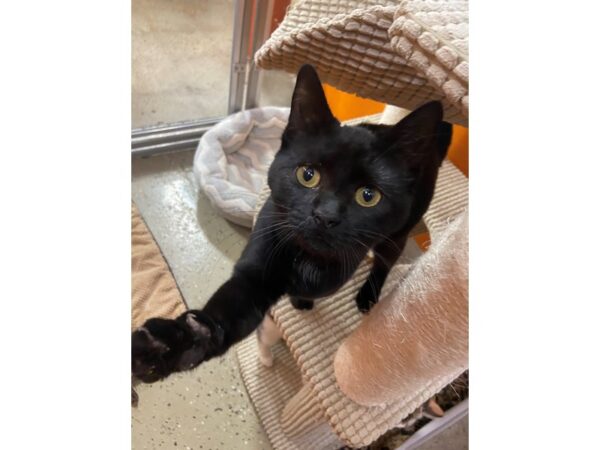 Domestic Short Hair CAT Female black 3435 Petland Norwin, PA