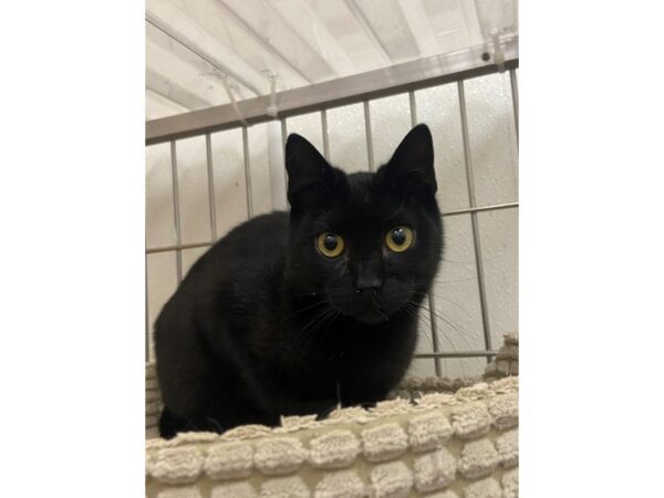 Domestic Short Hair CAT Female black 3437 Petland Norwin, PA