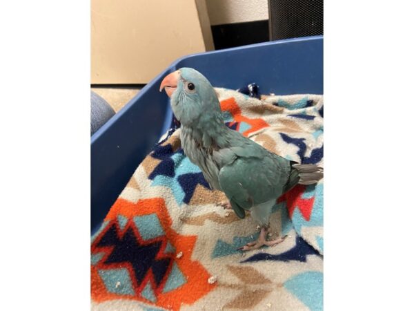 Blue Indian Ringneck BIRD 3426 Petland Norwin, PA