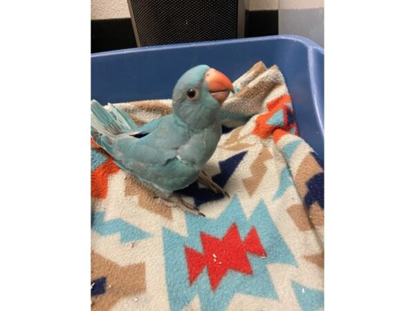 Blue Indian Ringneck BIRD 3425 Petland Norwin, PA